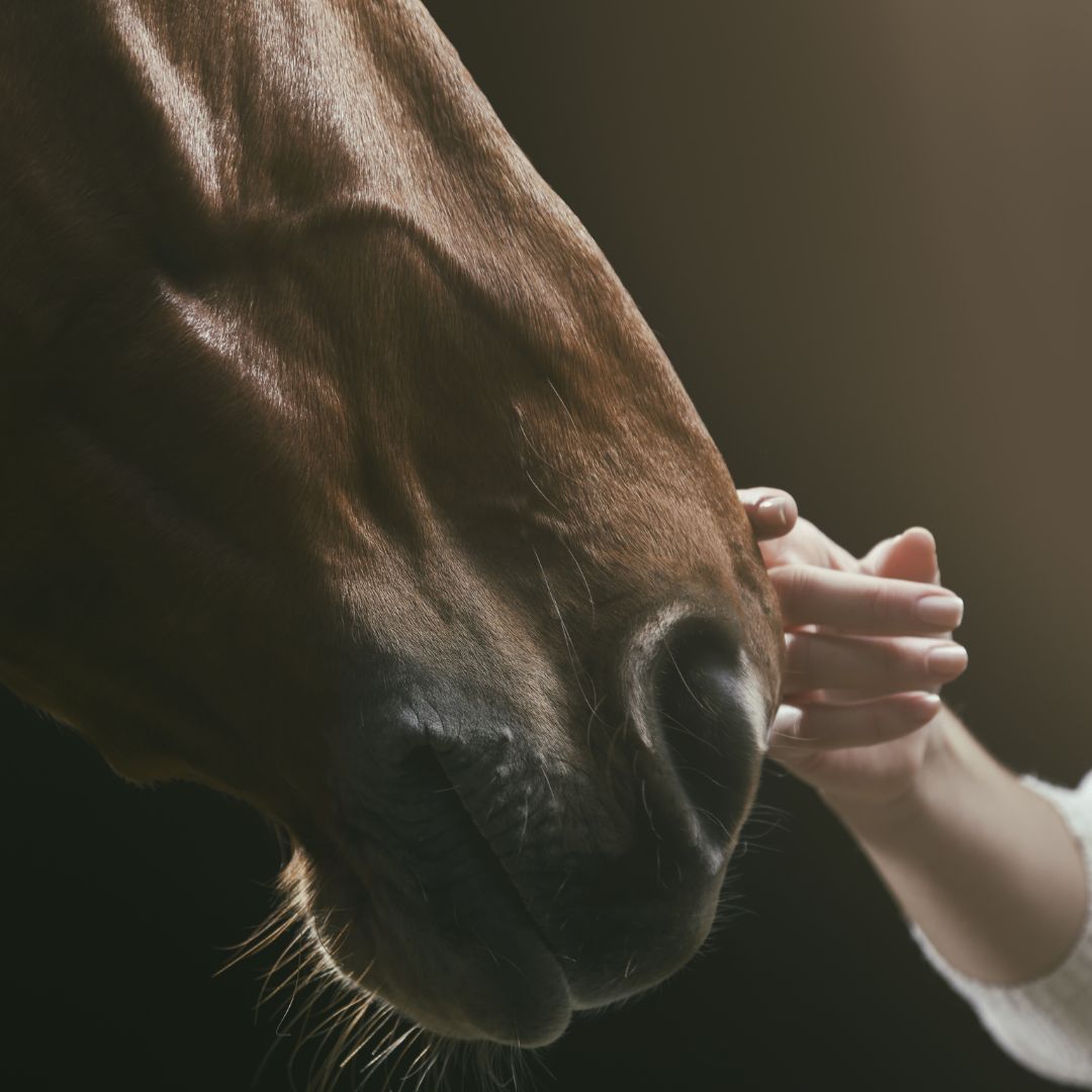 chevaux et hypersensibilité